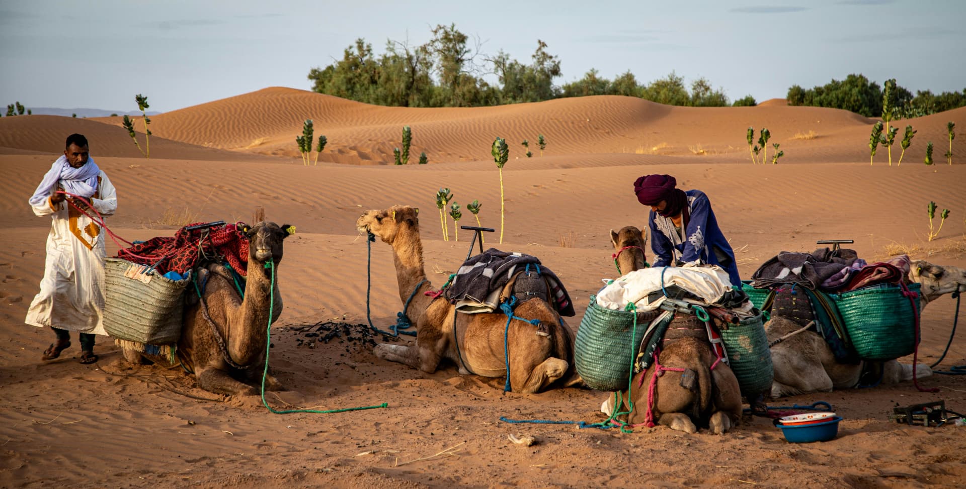 Camel caravan resting among the desert dunes